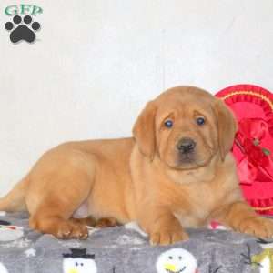 Toby, Fox Red Labrador Retriever Puppy