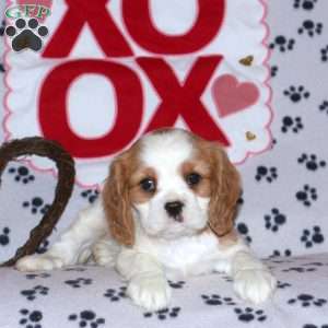 Toby, Cavalier King Charles Spaniel Puppy