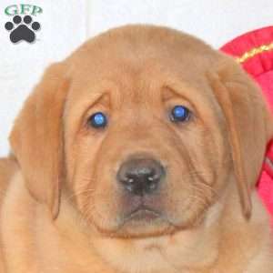 Toby, Fox Red Labrador Retriever Puppy