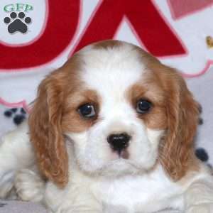 Toby, Cavalier King Charles Spaniel Puppy