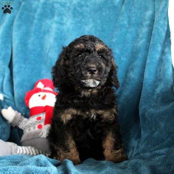 Toby, Miniature Poodle Puppy