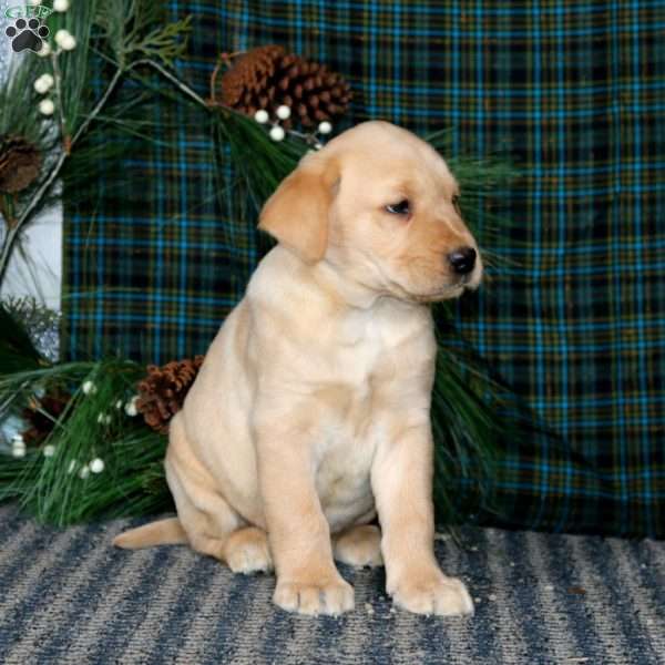 Toby, Yellow Labrador Retriever Puppy