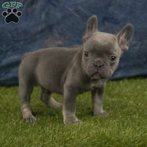 Toby, French Bulldog Puppy