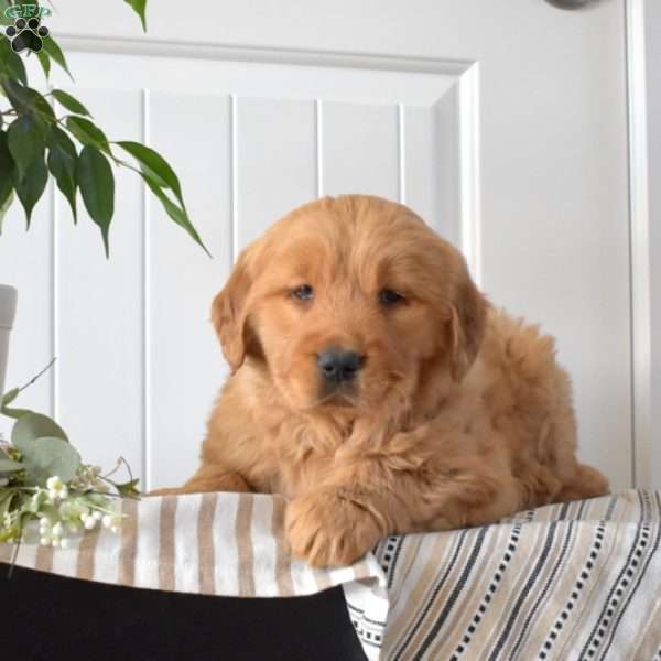 Toffee, Golden Retriever Puppy