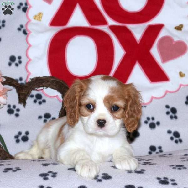 Toffee, Cavalier King Charles Spaniel Puppy