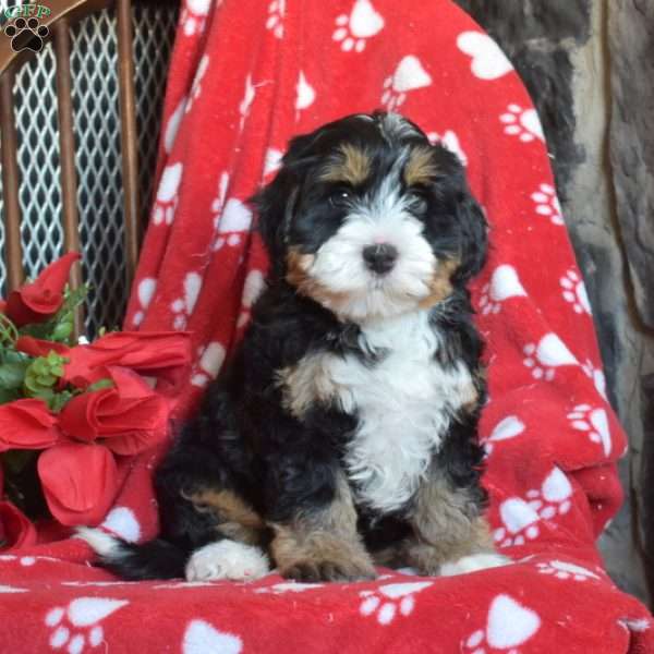 Toffee, Mini Bernedoodle Puppy