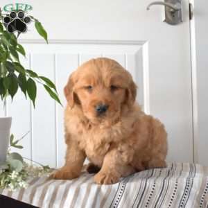 Toffee, Golden Retriever Puppy