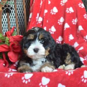 Toffee, Mini Bernedoodle Puppy