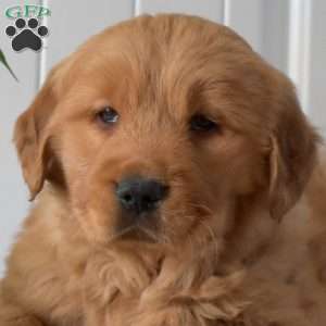 Toffee, Golden Retriever Puppy