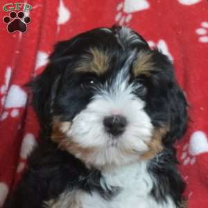 Toffee, Mini Bernedoodle Puppy