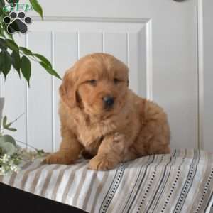 Toffee, Golden Retriever Puppy