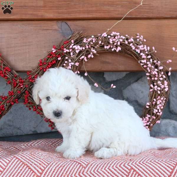 Tommy, Bichon Frise Puppy