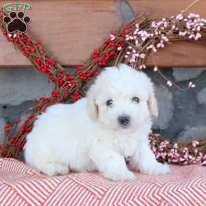 Tommy, Bichon Frise Puppy