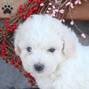 Tommy, Bichon Frise Puppy