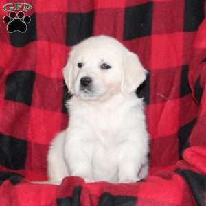 Tonya, English Cream Golden Retriever Puppy