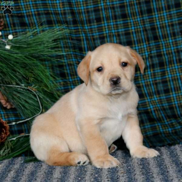 Tonya, Yellow Labrador Retriever Puppy