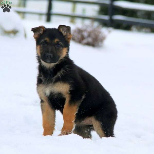 Tonya, German Shepherd Puppy