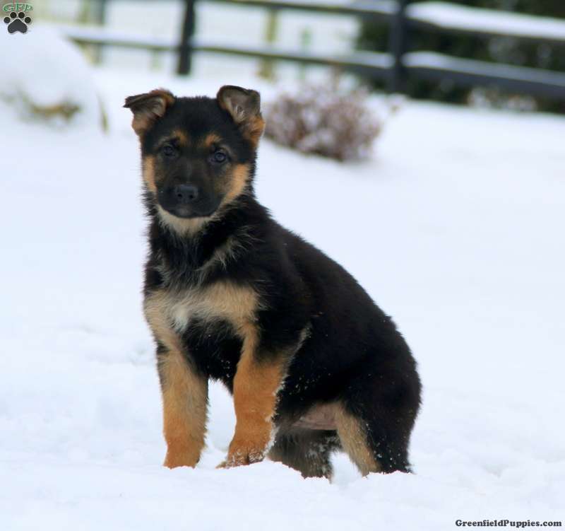 Tonya - German Shepherd Puppy For Sale in Pennsylvania