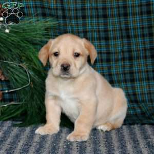 Tonya, Yellow Labrador Retriever Puppy