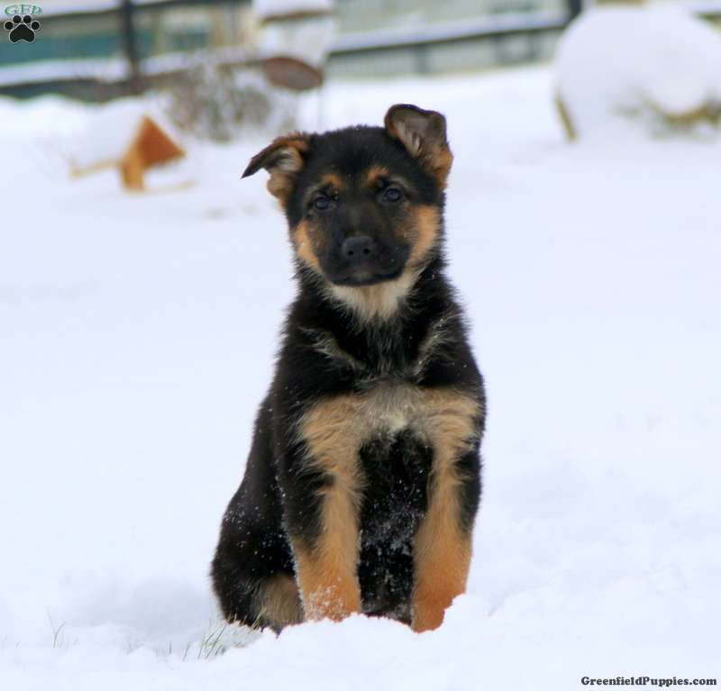 Tonya - German Shepherd Puppy For Sale in Pennsylvania