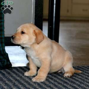 Tonya, Yellow Labrador Retriever Puppy