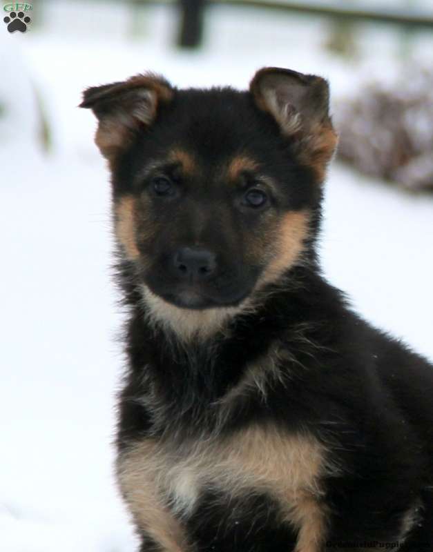 Tonya - German Shepherd Puppy For Sale in Pennsylvania