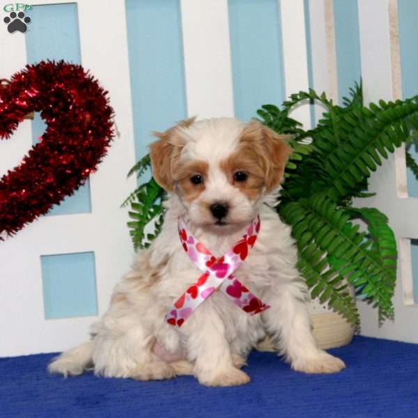 Tootsie, Maltipoo Puppy