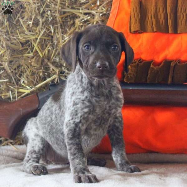 Tori, German Shorthaired Pointer Puppy