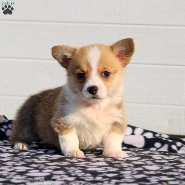 Tori, Pembroke Welsh Corgi Puppy