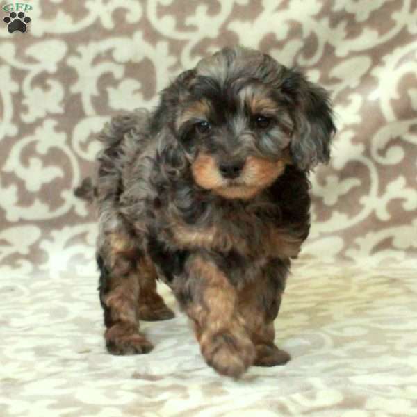 Tori, Cavapoo Puppy