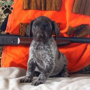 Tori, German Shorthaired Pointer Puppy