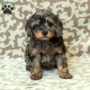 Tori, Cavapoo Puppy