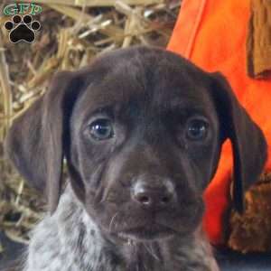 Tori, German Shorthaired Pointer Puppy