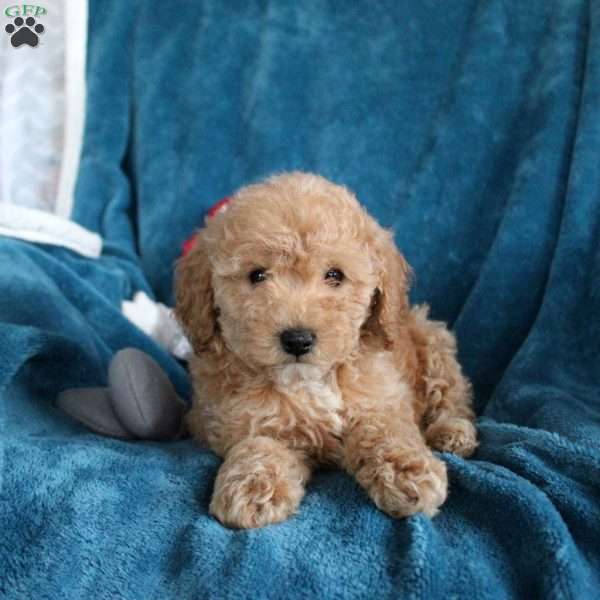 Tori, Miniature Poodle Puppy