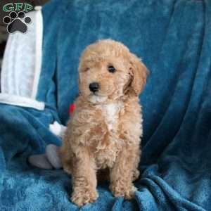 Tori, Miniature Poodle Puppy