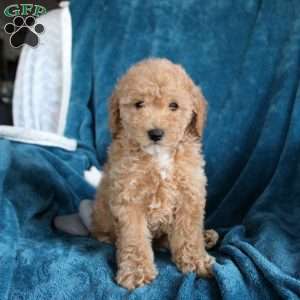 Tori, Miniature Poodle Puppy