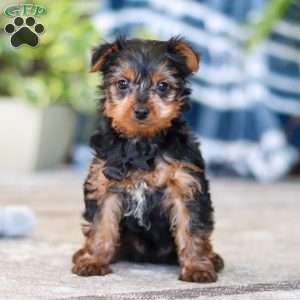 Travis, Yorkie Puppy