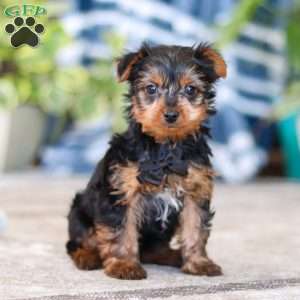 Travis, Yorkie Puppy