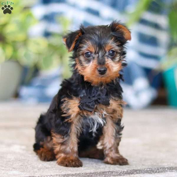 Travis, Yorkie Puppy