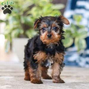 Travis, Yorkie Puppy