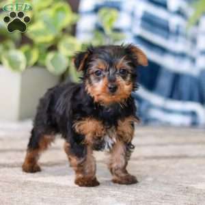 Travis, Yorkie Puppy