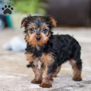 Travis, Yorkie Puppy