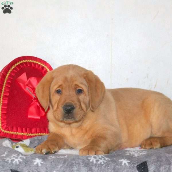 Travis, Fox Red Labrador Retriever Puppy