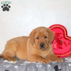 Travis, Fox Red Labrador Retriever Puppy