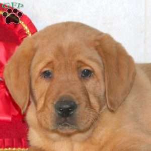 Travis, Fox Red Labrador Retriever Puppy