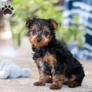 Travis, Yorkie Puppy