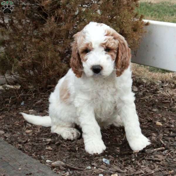 Trent, Miniature Poodle Puppy