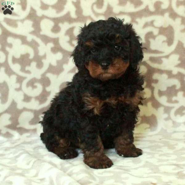 Trent, Cavapoo Puppy