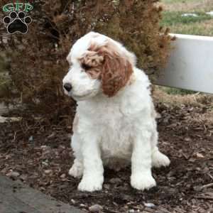 Trent, Miniature Poodle Puppy