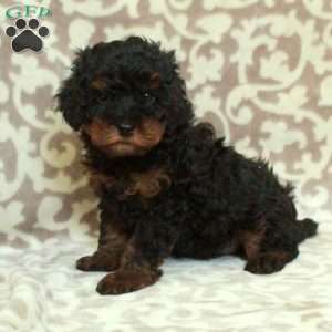 Trent, Cavapoo Puppy